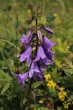 Blütenfoto Campanula rapunculoides