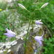 Blütenfoto Campanula rapunculus