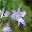 Portraitfoto Campanula rapunculus