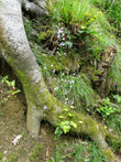 Habitusfoto Campanula rapunculus