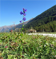 Habitusfoto Campanula rhomboidalis