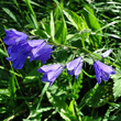 Portraitfoto Campanula rhomboidalis