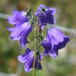 Habitusfoto Campanula rotundifolia