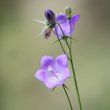 Blütenfoto Campanula rotundifolia