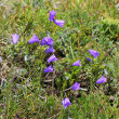 Habitusfoto Campanula scheuchzeri