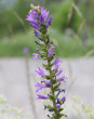 Blütenfoto Campanula spicata