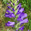 Portraitfoto Campanula spicata