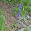 Habitusfoto Campanula spicata