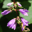 Blütenfoto Campanula trachelium