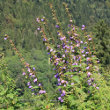 Habitusfoto Campanula trachelium