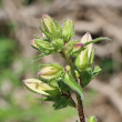 Foto Kelch Campanula trachelium