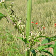 Blütenfoto Cannabis sativa