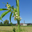 Stängel-/Stammfoto Cannabis sativa