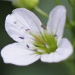 Foto von Besonderheit Cardamine amara