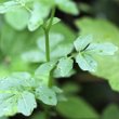 Blätterfoto Cardamine amara