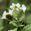 Blütenfoto Cardamine amara