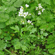 Habitusfoto Cardamine amara