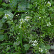 Habitusfoto Cardamine flexuosa