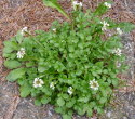 Habitusfoto Cardamine hirsuta