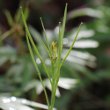 Fruchtfoto Cardamine kitaibelii