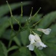 Portraitfoto Cardamine kitaibelii