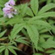 Blätterfoto Cardamine pentaphyllos