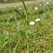 Stängel-/Stammfoto Cardamine pratensis