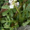 Blätterfoto Cardamine resedifolia