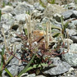 Foto von Besonderheit Cardamine resedifolia