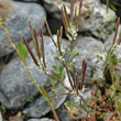 Fruchtfoto Cardamine resedifolia