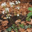 Habitusfoto Cardamine trifolia