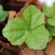 Blätterfoto Cardamine trifolia