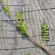 Stängel-/Stammfoto Cardaminopsis arenosa