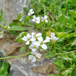 Portraitfoto Cardaminopsis halleri