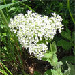 Blütenfoto Cardaria draba