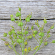 Fruchtfoto Cardaria draba