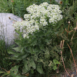 Habitusfoto Cardaria draba