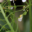 Fruchtfoto Cardaria draba