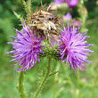 Portraitfoto Carduus crispus subsp. multiflorus