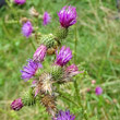 Blütenfoto Carduus crispus subsp. multiflorus