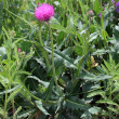 Habitusfoto Carduus defloratus