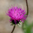 Bl&uuml;tenfoto Carduus defloratus