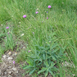 Habitusfoto Carduus defloratus subsp. crassifolius