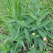 Blätterfoto Carduus defloratus subsp. crassifolius