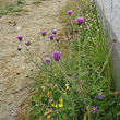 Habitusfoto Carduus defloratus subsp. tridentinus