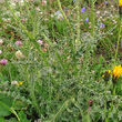 Blätterfoto Carduus defloratus subsp. tridentinus