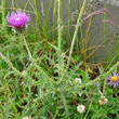 Stängel-/Stammfoto Carduus defloratus subsp. tridentinus