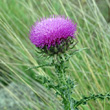 Portraitfoto Carduus nutans subsp. platylepis