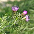 Portraitfoto Carduus pycnocephalus