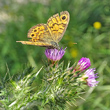 Foto von Besonderheit Carduus pycnocephalus